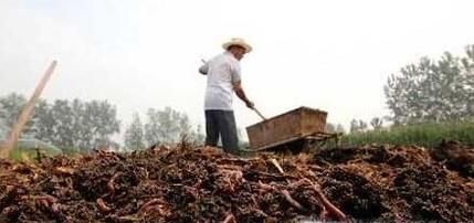 怎么自己养蚯蚓