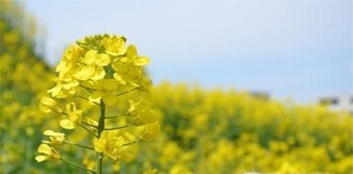 常见的蜂蜜有哪些品种？