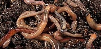 怎么自己养蚯蚓
