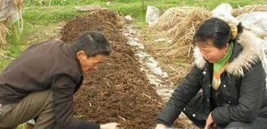 怎么自己养蚯蚓