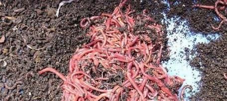 怎么自己养蚯蚓
