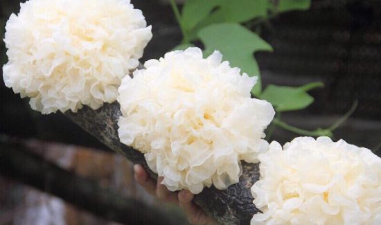 吃银耳最佳时间