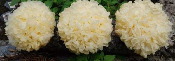 吃银耳最佳时间