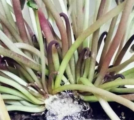 怎么使用草木灰养花