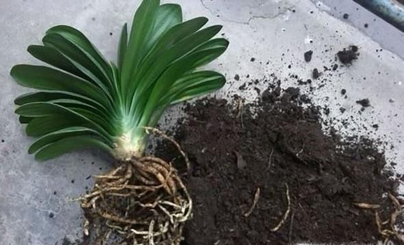 怎么使用草木灰养花