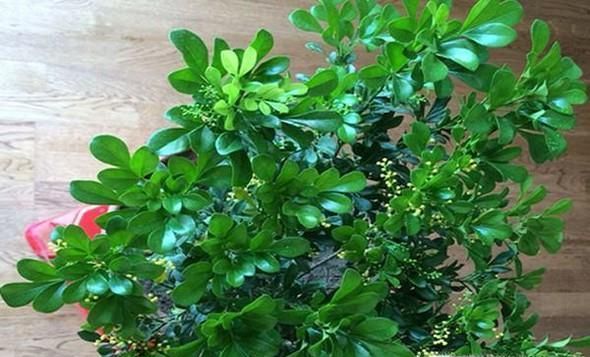 米兰花为什么总掉叶子？