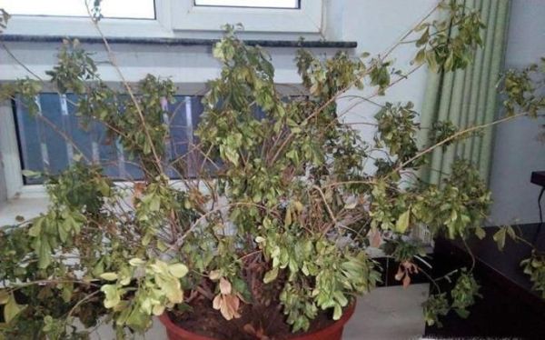 米兰花为什么总掉叶子？