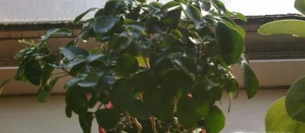 米兰花为什么总掉叶子？