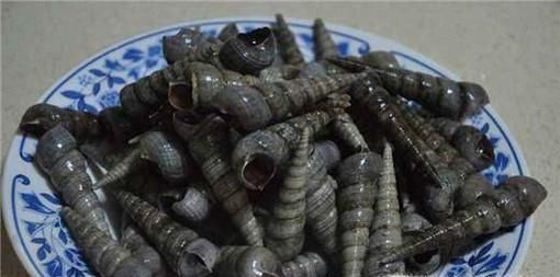 海边的丁螺怎么吃