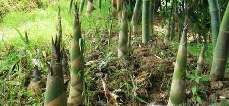 苦竹笋的功效和作用有哪些？如何挑选苦竹笋