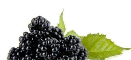 桑葚的功效和作用有哪些？如何挑选桑葚