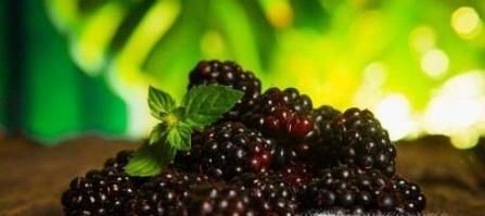 桑葚的功效和作用有哪些？如何挑选桑葚