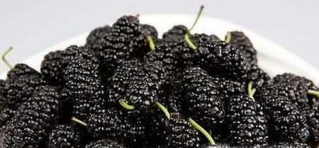 桑葚的功效和作用有哪些？如何挑选桑葚