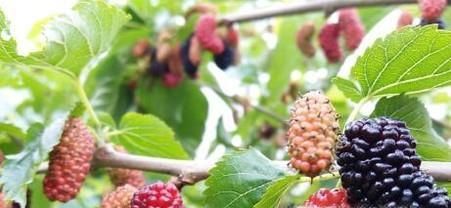 桑葚的功效和作用有哪些？如何挑选桑葚