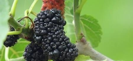 桑葚的功效和作用有哪些？如何挑选桑葚