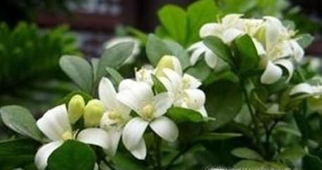 驱蚊植物驱蚊草有哪些有用吗？