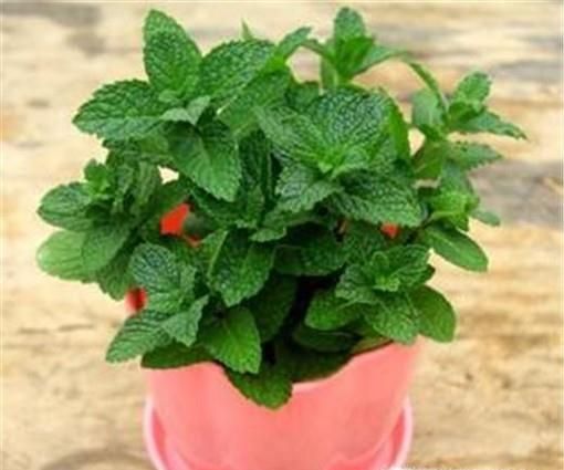 驱蚊植物驱蚊草有哪些有用吗？