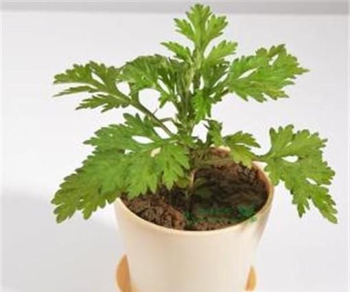 驱蚊植物驱蚊草有哪些有用吗？