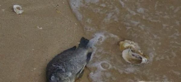 死鱼怎样保鲜保质