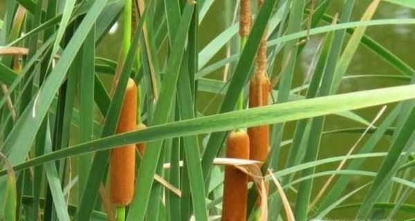 毛蜡烛的使用方法