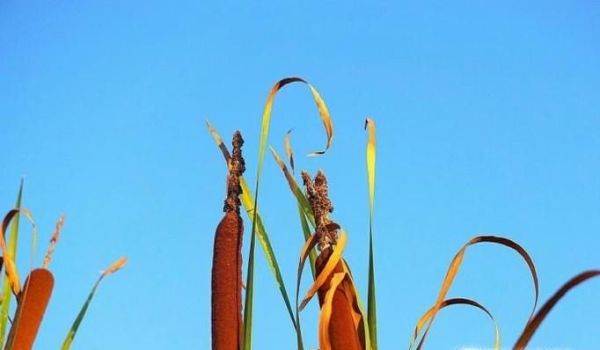 毛蜡烛的使用方法