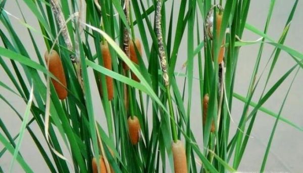 毛蜡烛的使用方法