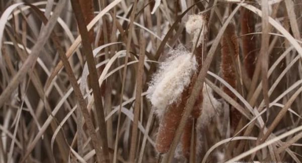 毛蜡烛的使用方法