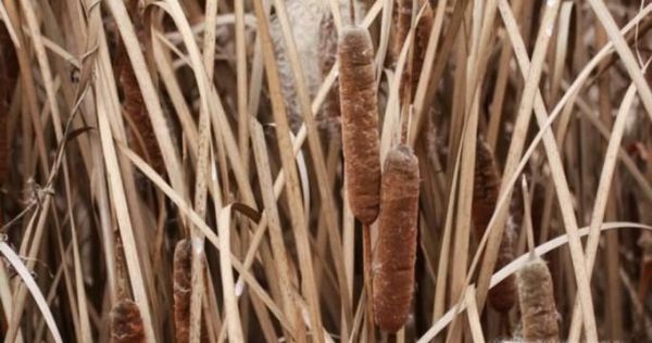 毛蜡烛的使用方法