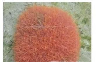 水蚯蚓怎么养殖