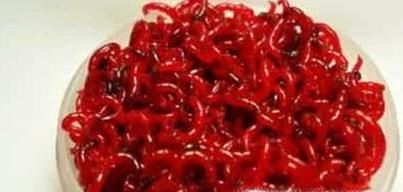 水蚯蚓怎么养殖