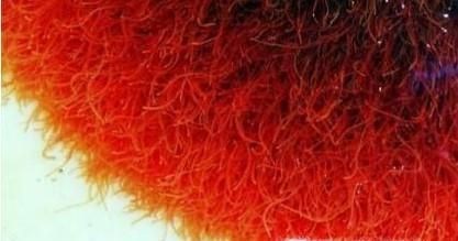 水蚯蚓怎么养殖