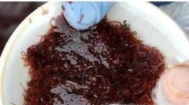 水蚯蚓怎么养殖