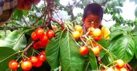 艾草，草莓，樱桃，猕猴桃最好的采摘时间