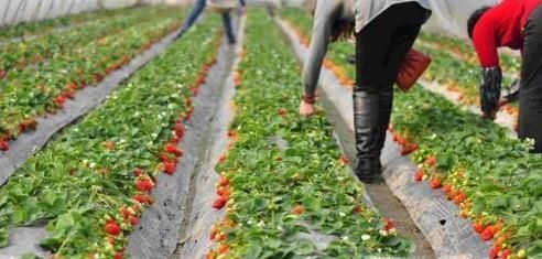 艾草，草莓，樱桃，猕猴桃最好的采摘时间