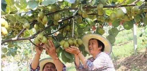 艾草，草莓，樱桃，猕猴桃最好的采摘时间