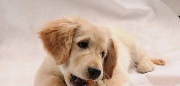 小狗吞了骨头怎么办