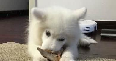 小狗吞了骨头怎么办