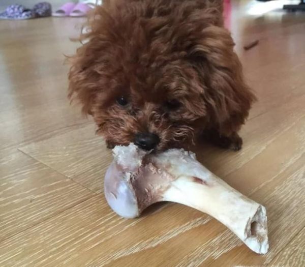 小狗吞了骨头怎么办