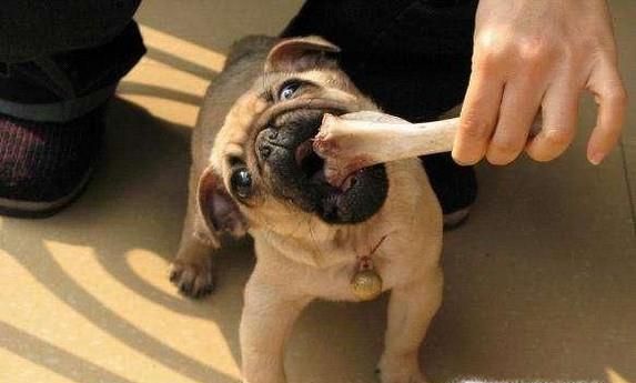 小狗吞了骨头怎么办