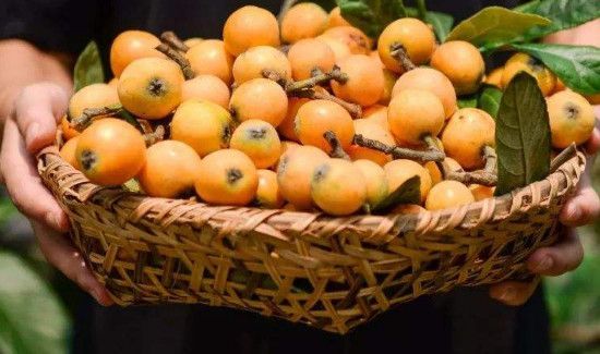 新鲜枇杷可以放在冰箱放几天