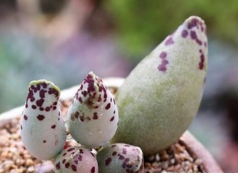 多肉海豹水泡怎么养