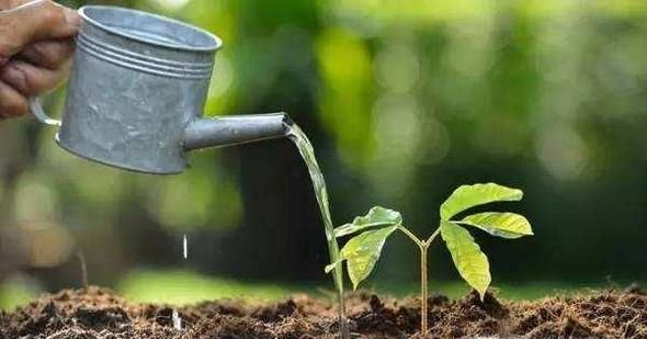 多肉海豹水泡怎么养