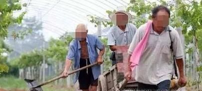 葡萄什么有机肥?如何施肥?