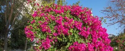 三角梅开花时怎么浇水
