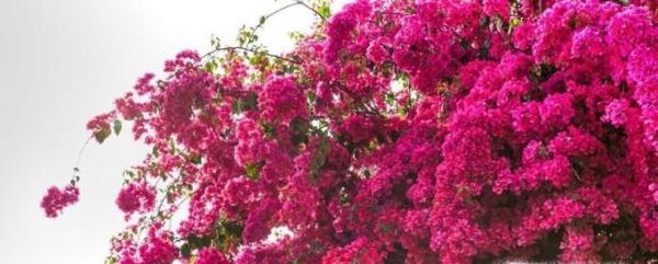 三角梅开花时怎么浇水