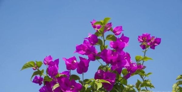 三角梅开花时怎么浇水