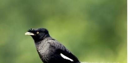 八哥怎么养（怎么养八哥）