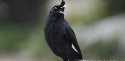 八哥怎么养（怎么养八哥）