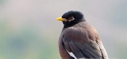 八哥怎么养（怎么养八哥）