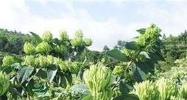 金银花加工详解